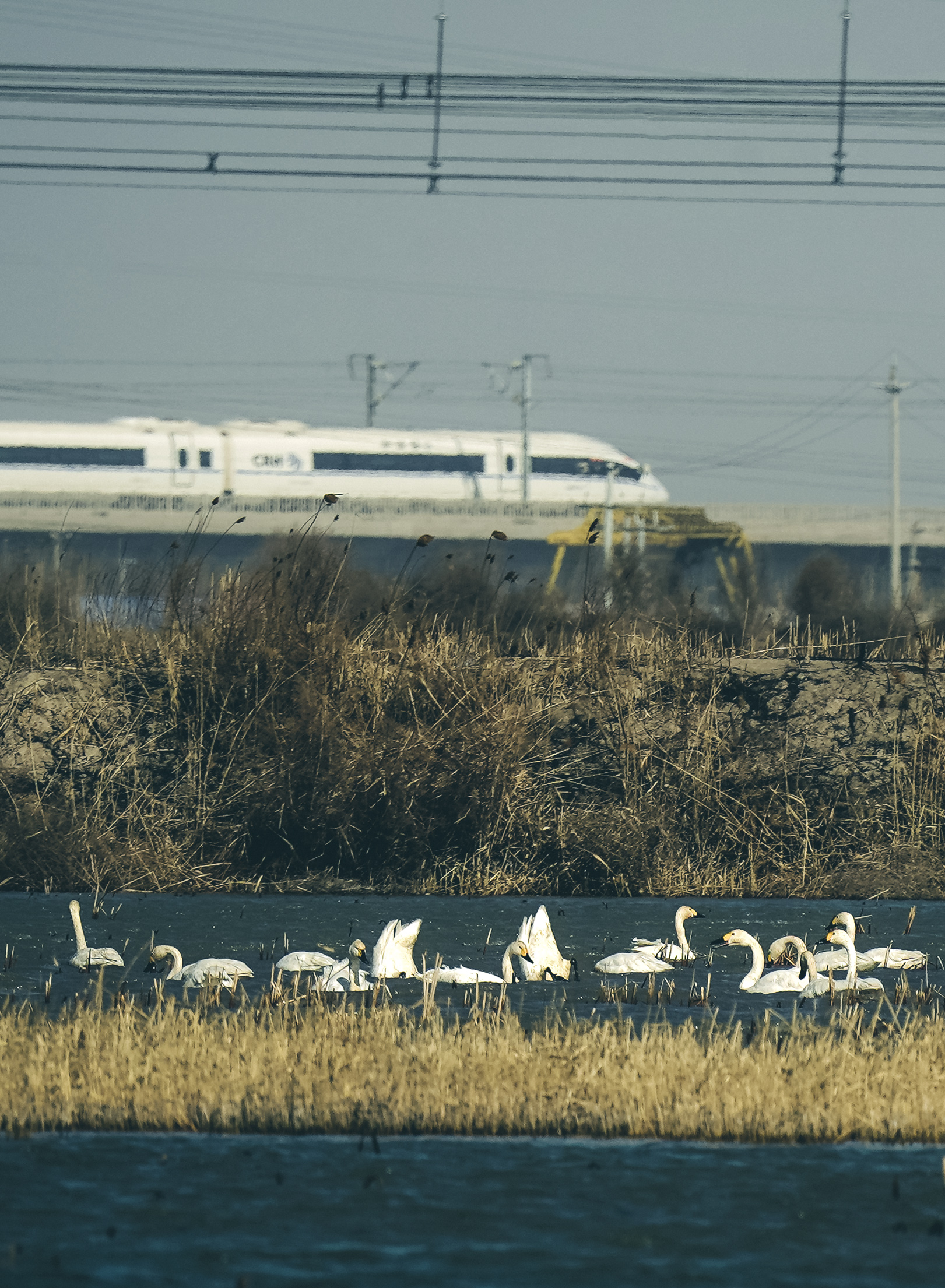 津滨海讯（记者 贾磊 摄影报道）春意萌动，不少候鸟开始陆续向北迁徙，3月1日，记者在滨海新区北塘宁车沽一带看到，成群的白天鹅、灰雁等候鸟飞到北塘这里的鱼塘附近歇脚觅食，当日大风天气，天鹅迎风飞翔，空中飞舞的姿态十分优美，同时附近也有多种野生鸟类飞临，包括赤鼻麻鸭、苍鹭、灰雁在这里聚集，短时间这里成了野生鸟类的聚集地。