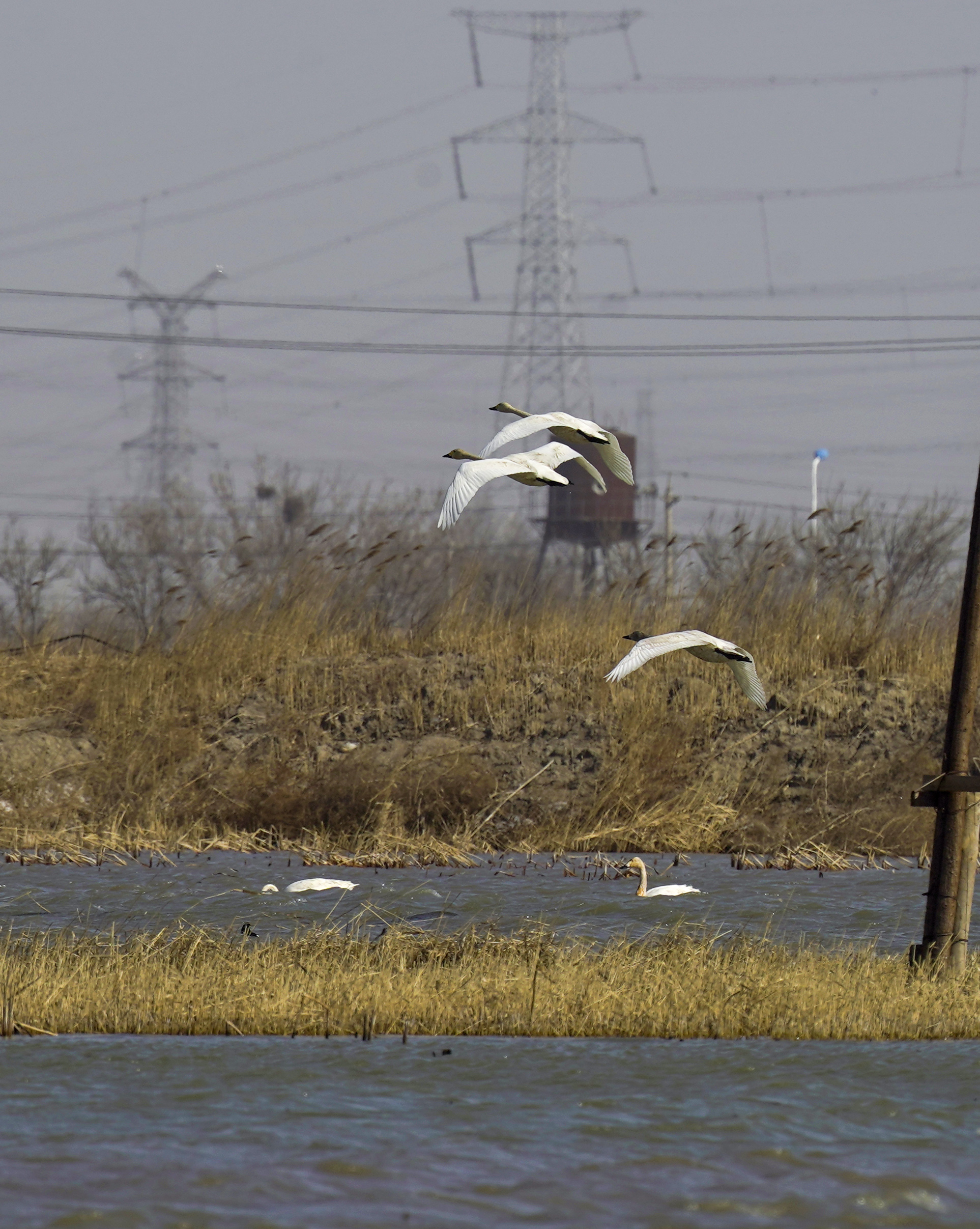 津滨海讯（记者 贾磊 摄影报道）春意萌动，不少候鸟开始陆续向北迁徙，3月1日，记者在滨海新区北塘宁车沽一带看到，成群的白天鹅、灰雁等候鸟飞到北塘这里的鱼塘附近歇脚觅食，当日大风天气，天鹅迎风飞翔，空中飞舞的姿态十分优美，同时附近也有多种野生鸟类飞临，包括赤鼻麻鸭、苍鹭、灰雁在这里聚集，短时间这里成了野生鸟类的聚集地。