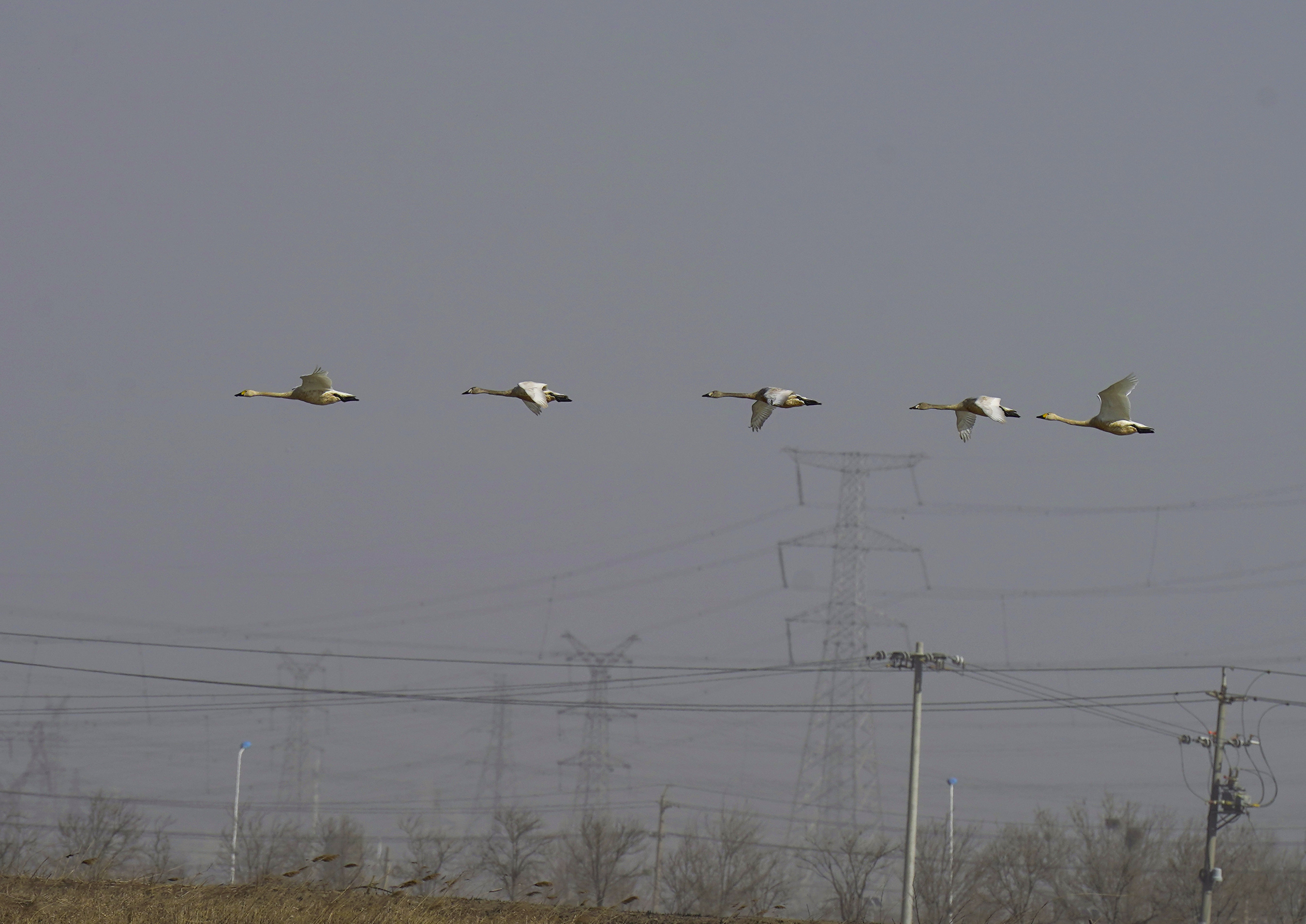 津滨海讯（记者 贾磊 摄影报道）春意萌动，不少候鸟开始陆续向北迁徙，3月1日，记者在滨海新区北塘宁车沽一带看到，成群的白天鹅、灰雁等候鸟飞到北塘这里的鱼塘附近歇脚觅食，当日大风天气，天鹅迎风飞翔，空中飞舞的姿态十分优美，同时附近也有多种野生鸟类飞临，包括赤鼻麻鸭、苍鹭、灰雁在这里聚集，短时间这里成了野生鸟类的聚集地。