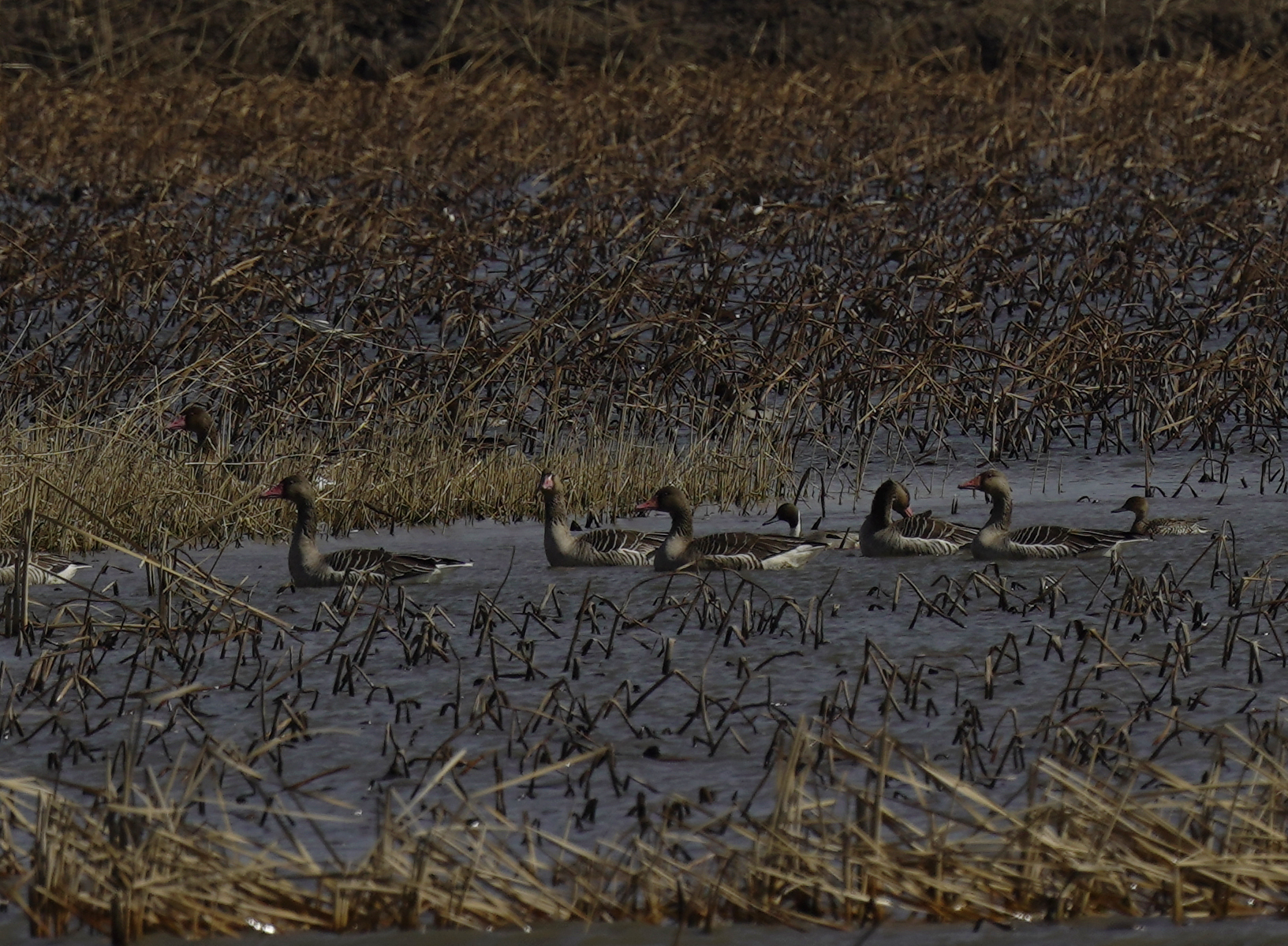 津滨海讯（记者 贾磊 摄影报道）春意萌动，不少候鸟开始陆续向北迁徙，3月1日，记者在滨海新区北塘宁车沽一带看到，成群的白天鹅、灰雁等候鸟飞到北塘这里的鱼塘附近歇脚觅食，当日大风天气，天鹅迎风飞翔，空中飞舞的姿态十分优美，同时附近也有多种野生鸟类飞临，包括赤鼻麻鸭、苍鹭、灰雁在这里聚集，短时间这里成了野生鸟类的聚集地。
