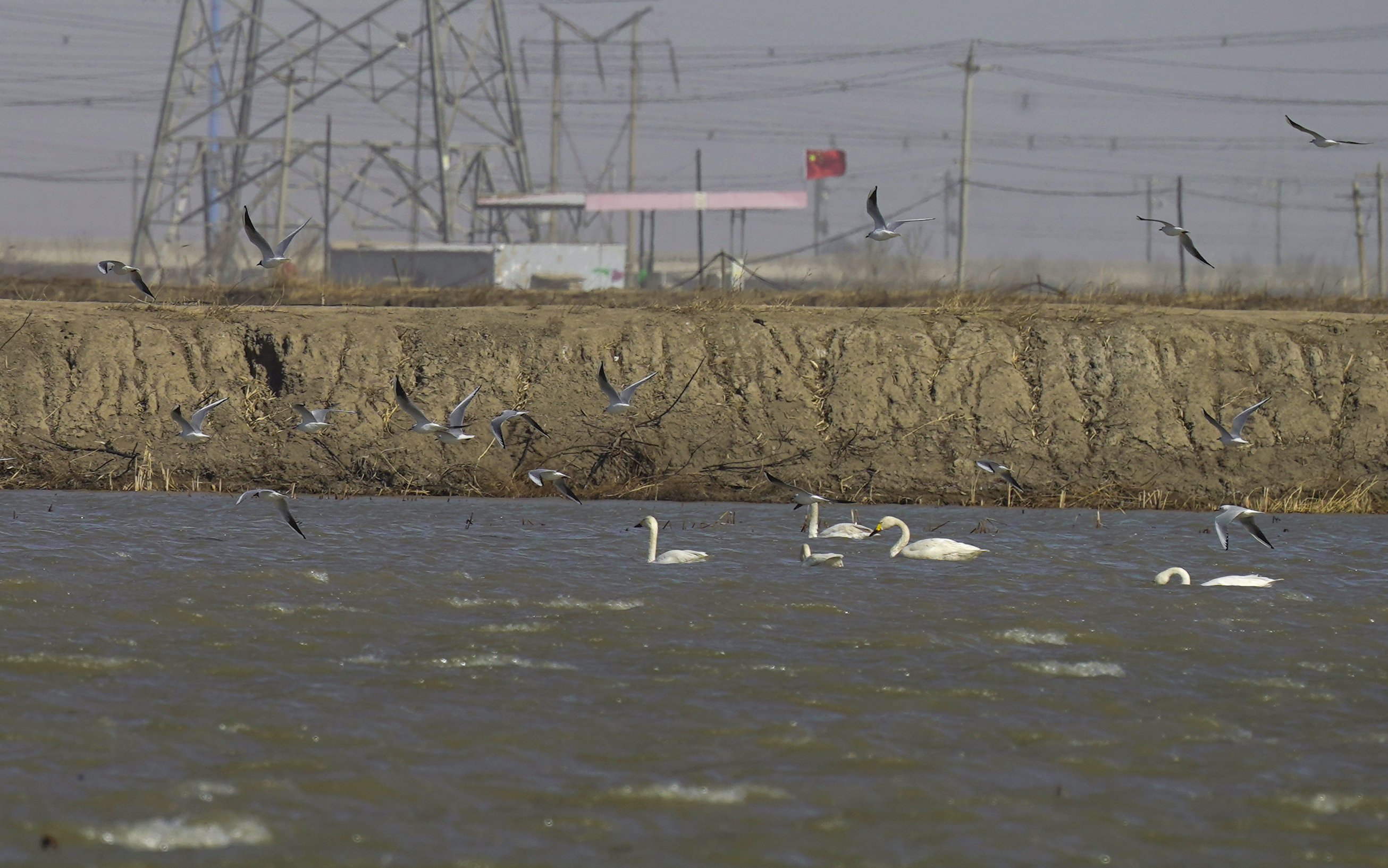 津滨海讯（记者 贾磊 摄影报道）春意萌动，不少候鸟开始陆续向北迁徙，3月1日，记者在滨海新区北塘宁车沽一带看到，成群的白天鹅、灰雁等候鸟飞到北塘这里的鱼塘附近歇脚觅食，当日大风天气，天鹅迎风飞翔，空中飞舞的姿态十分优美，同时附近也有多种野生鸟类飞临，包括赤鼻麻鸭、苍鹭、灰雁在这里聚集，短时间这里成了野生鸟类的聚集地。